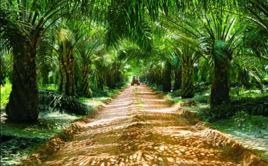 Oil Palm Replanting Programme